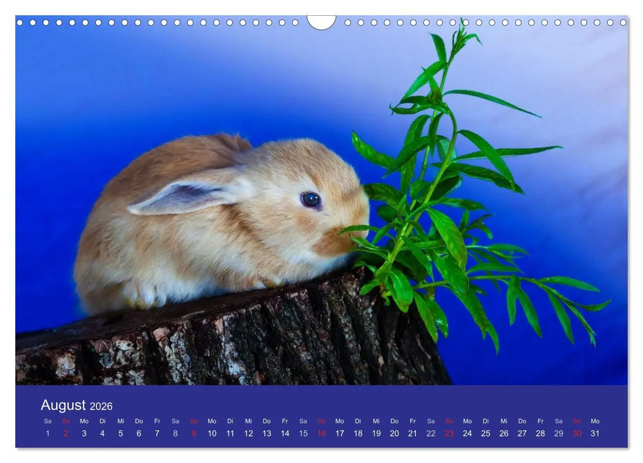 Bild: 9783516161915 | Lustige Kaninchen (Wandkalender 2026 DIN A3 quer), CALVENDO...