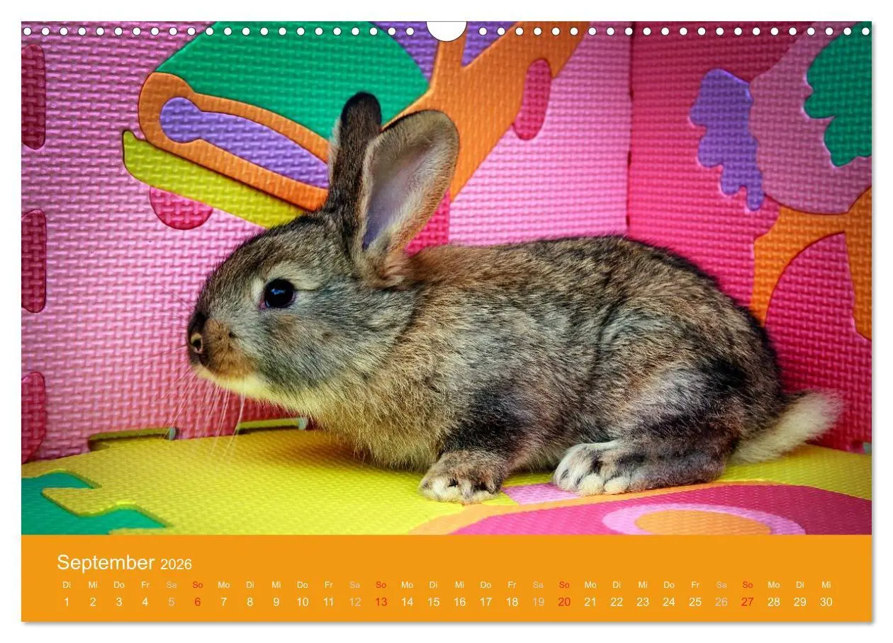Bild: 9783516161915 | Lustige Kaninchen (Wandkalender 2026 DIN A3 quer), CALVENDO...