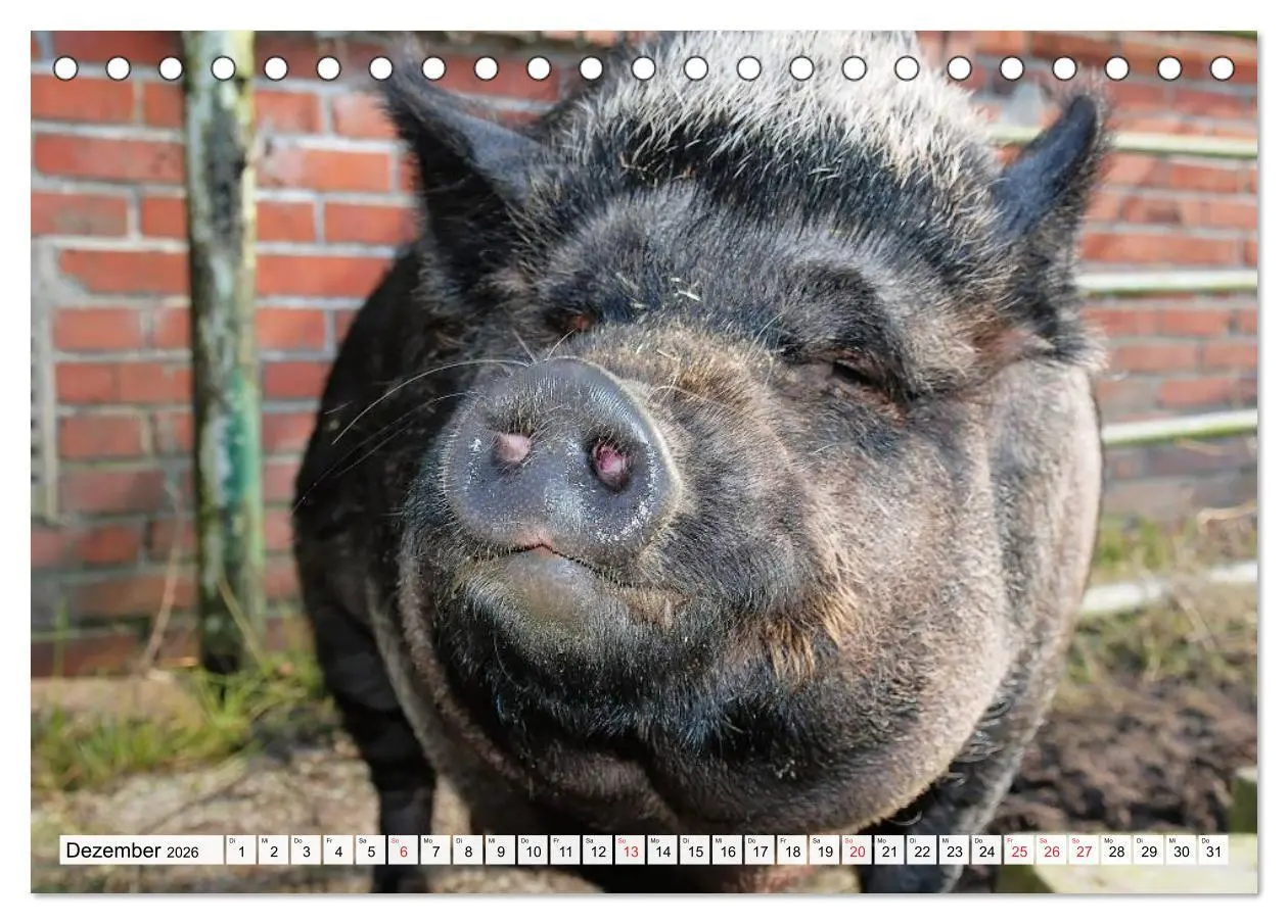 Bild: 9783516052015 | Von Säuen die Schwein haben! (Tischkalender 2026 DIN A5 quer),...