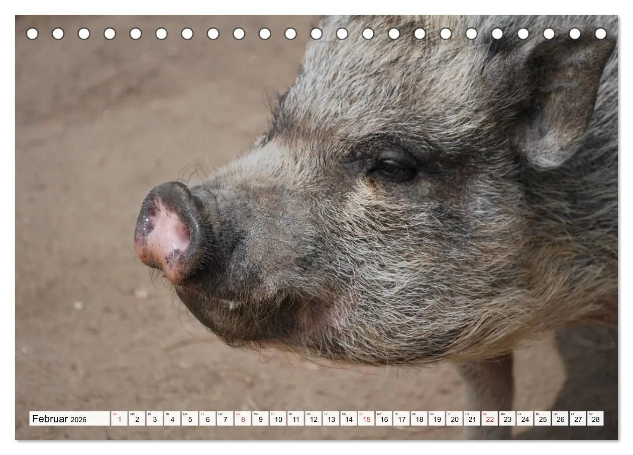 Bild: 9783516052015 | Von Säuen die Schwein haben! (Tischkalender 2026 DIN A5 quer),...