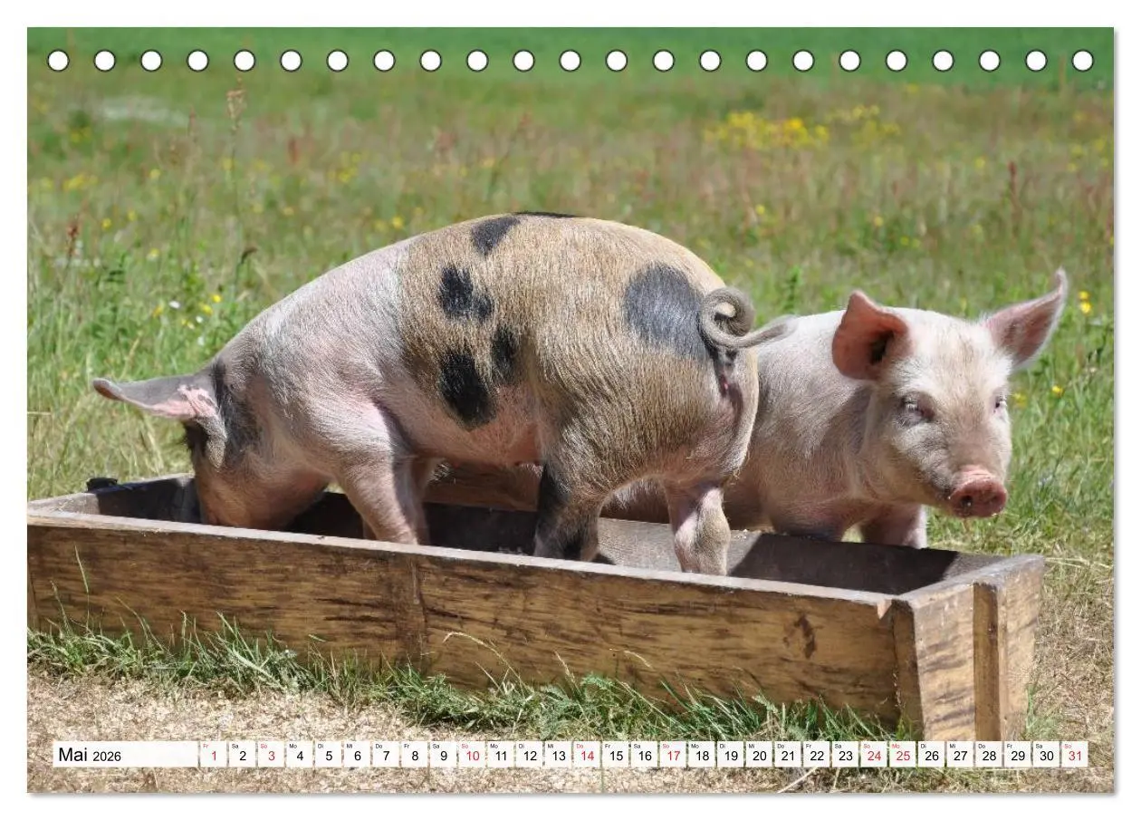 Bild: 9783516052015 | Von Säuen die Schwein haben! (Tischkalender 2026 DIN A5 quer),...