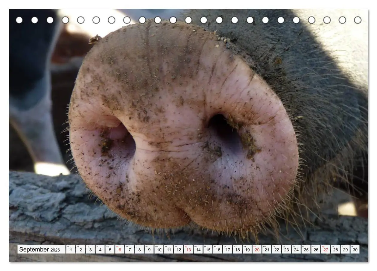 Bild: 9783516052015 | Von Säuen die Schwein haben! (Tischkalender 2026 DIN A5 quer),...