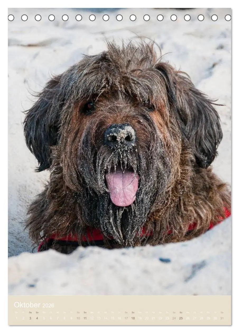 Bild: 9783516432015 | Briard-Gesichter (Tischkalender 2026 DIN A5 hoch), CALVENDO...