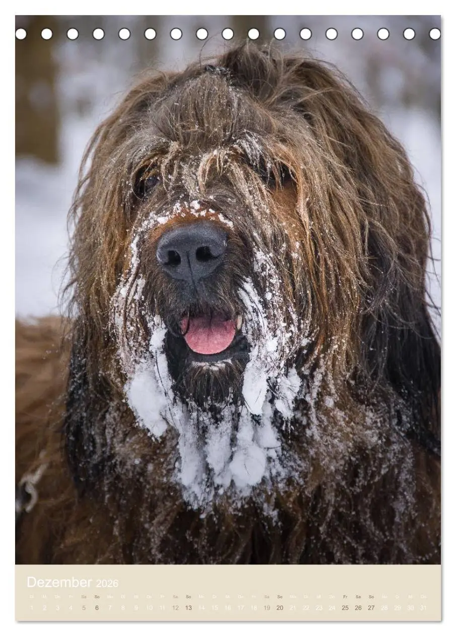 Bild: 9783516432015 | Briard-Gesichter (Tischkalender 2026 DIN A5 hoch), CALVENDO...