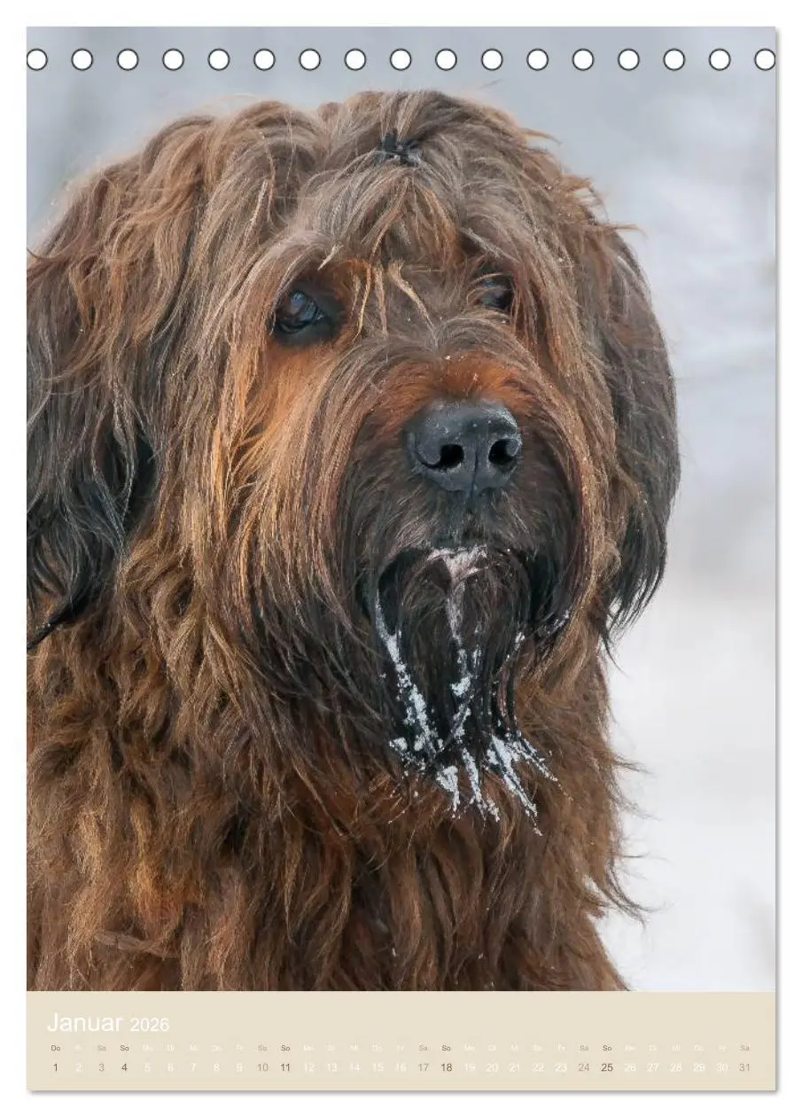 Bild: 9783516432015 | Briard-Gesichter (Tischkalender 2026 DIN A5 hoch), CALVENDO...