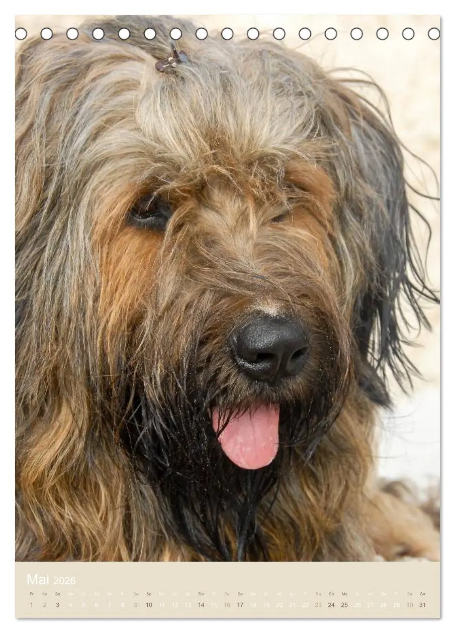 Bild: 9783516432015 | Briard-Gesichter (Tischkalender 2026 DIN A5 hoch), CALVENDO...