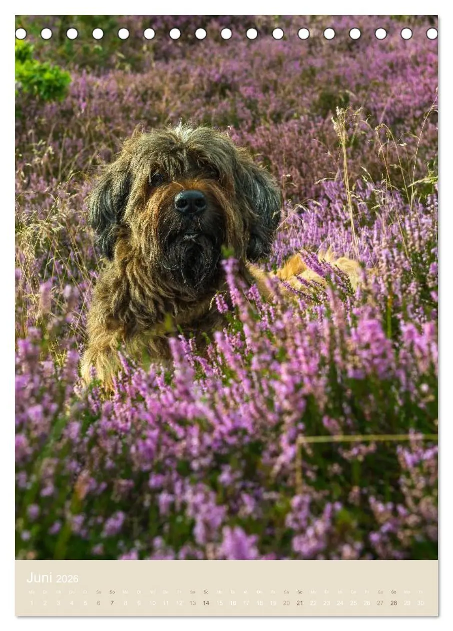 Bild: 9783516432015 | Briard-Gesichter (Tischkalender 2026 DIN A5 hoch), CALVENDO...