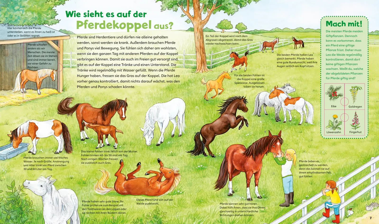 Bild: 9783788622015 | WAS IST WAS Junior Band 5. Pferde und Ponys | Christina Braun (u. a.)