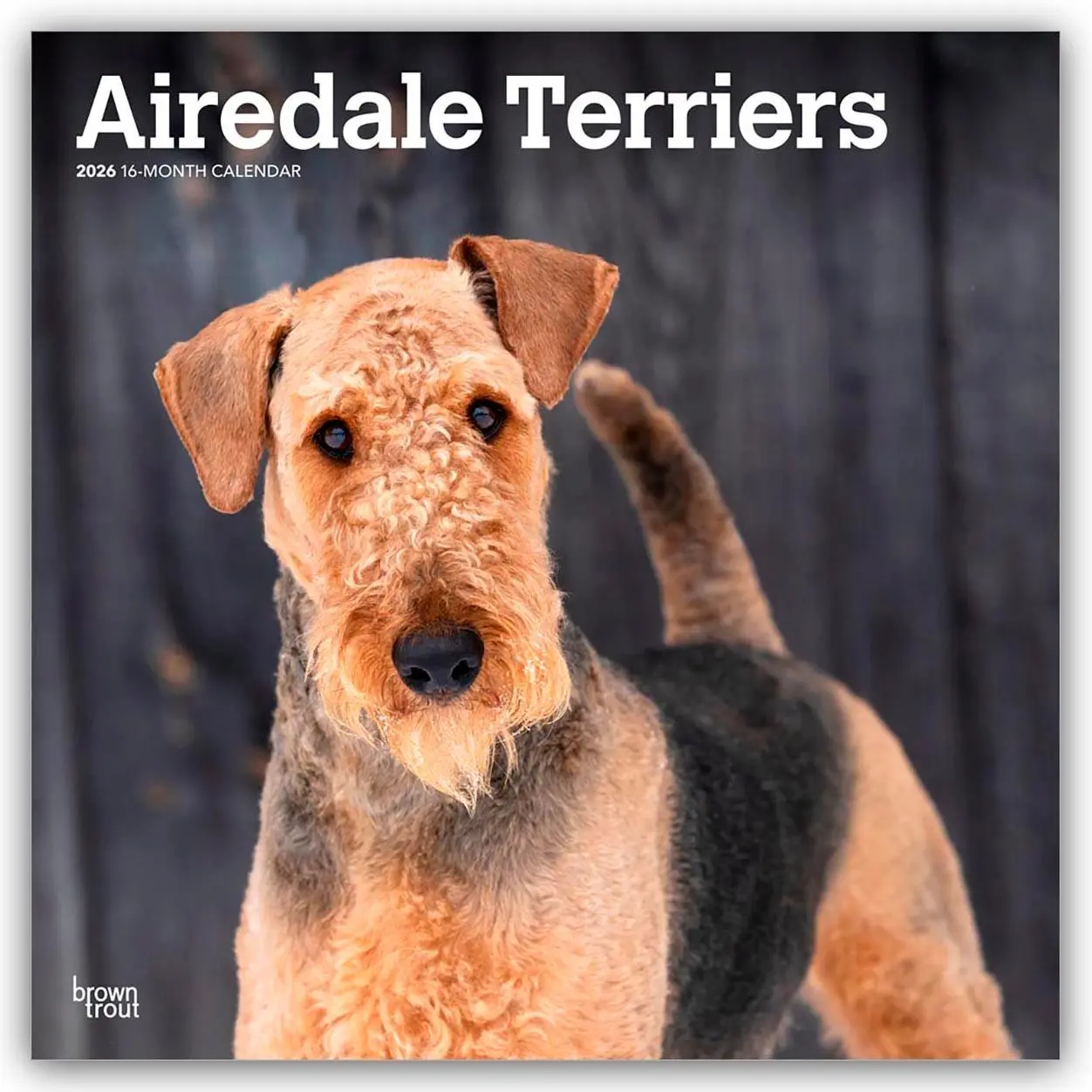 Cover: 9798330702015 | Airedale Terriers 2026 12 X 24 Inch (Hanging) Monthly Square Wall...