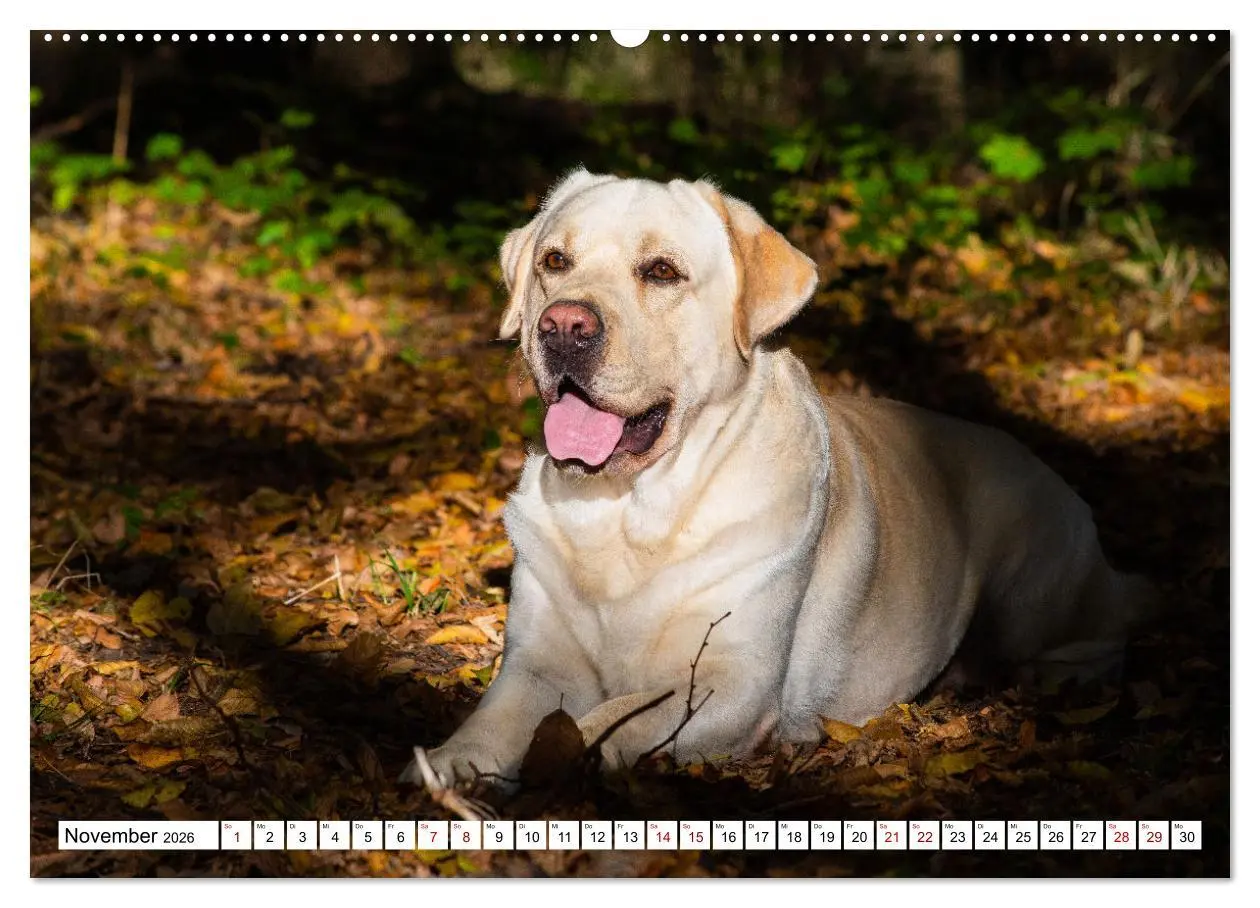 Bild: 9783457632215 | Labrador Retriever - Ein Freund für´s Leben (Wandkalender 2026 DIN...