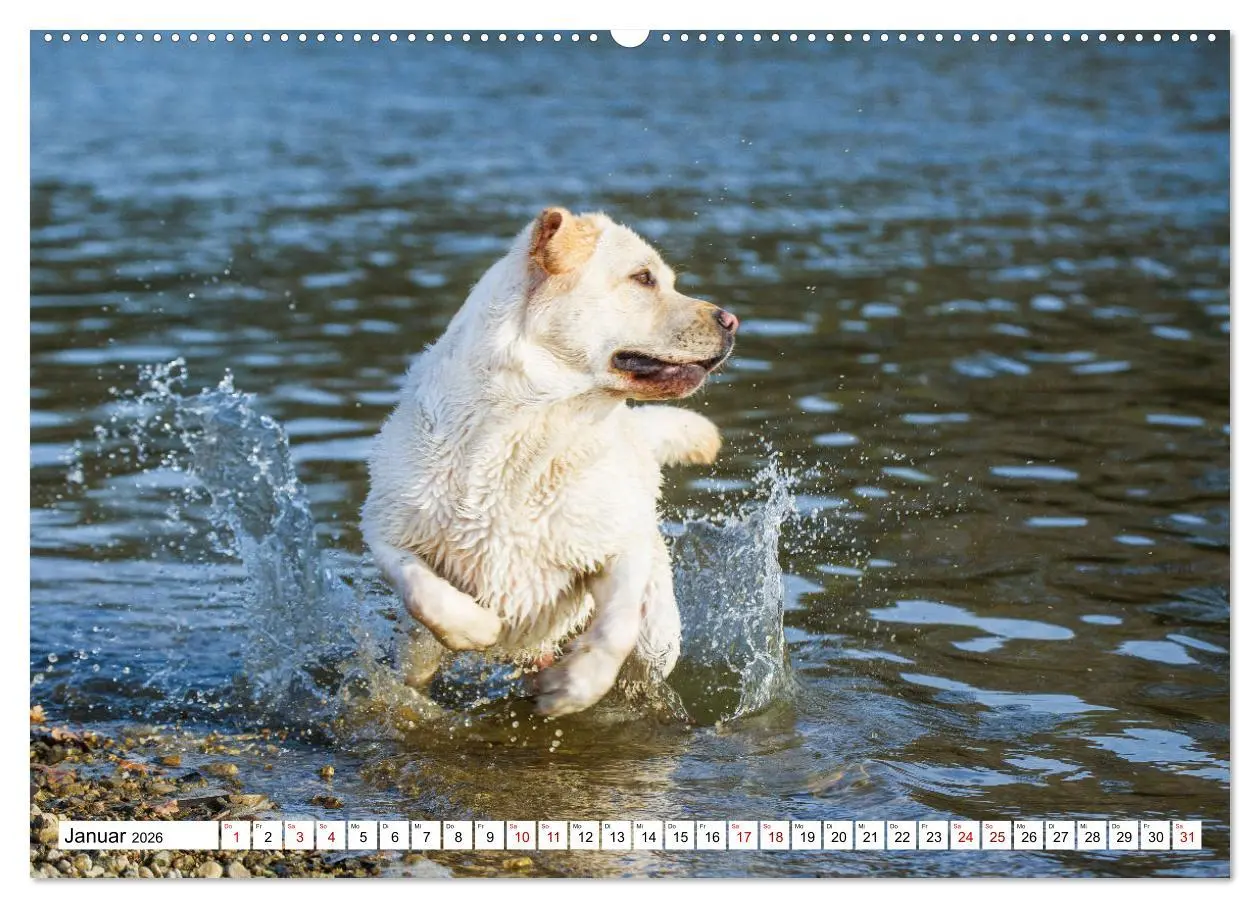 Bild: 9783457632215 | Labrador Retriever - Ein Freund für´s Leben (Wandkalender 2026 DIN...