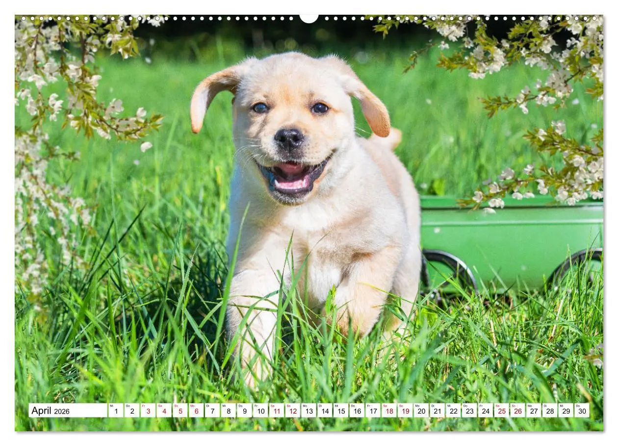 Bild: 9783457632215 | Labrador Retriever - Ein Freund für´s Leben (Wandkalender 2026 DIN...