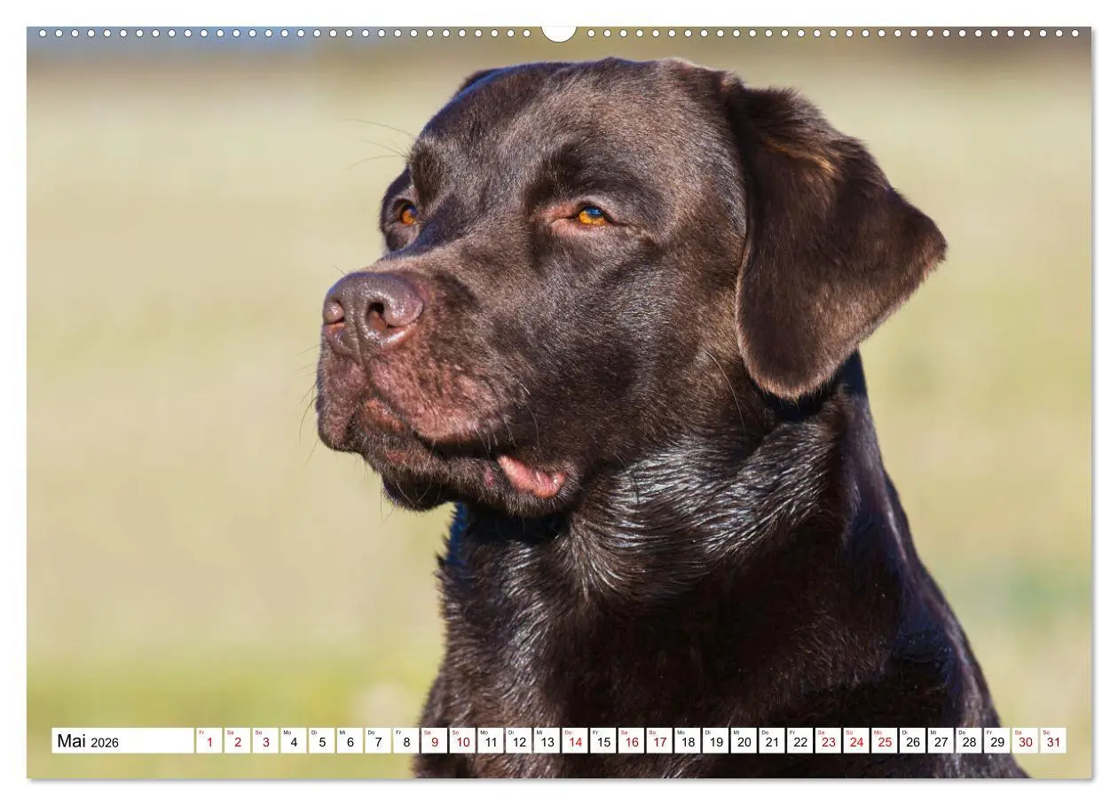 Bild: 9783457632215 | Labrador Retriever - Ein Freund für´s Leben (Wandkalender 2026 DIN...