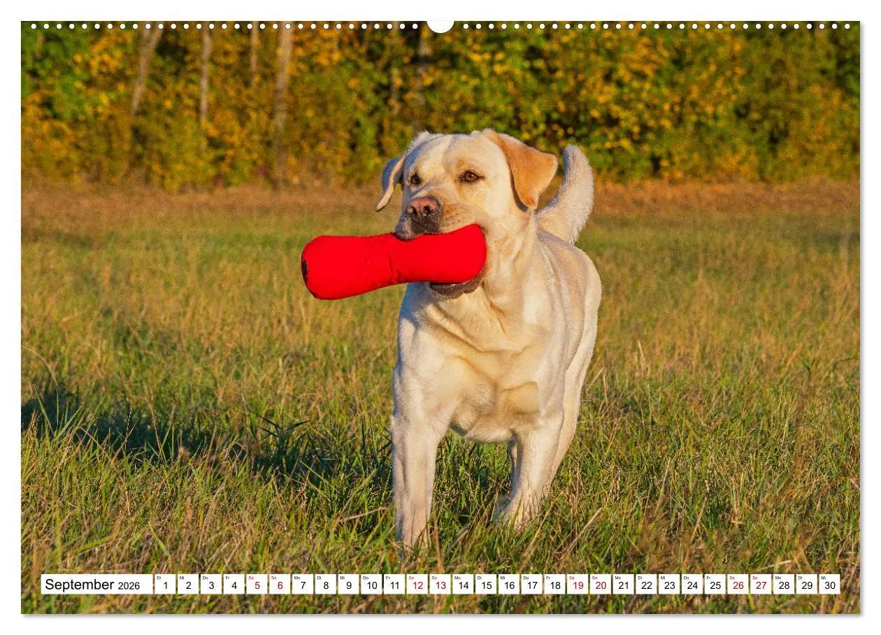 Bild: 9783457632215 | Labrador Retriever - Ein Freund für´s Leben (Wandkalender 2026 DIN...