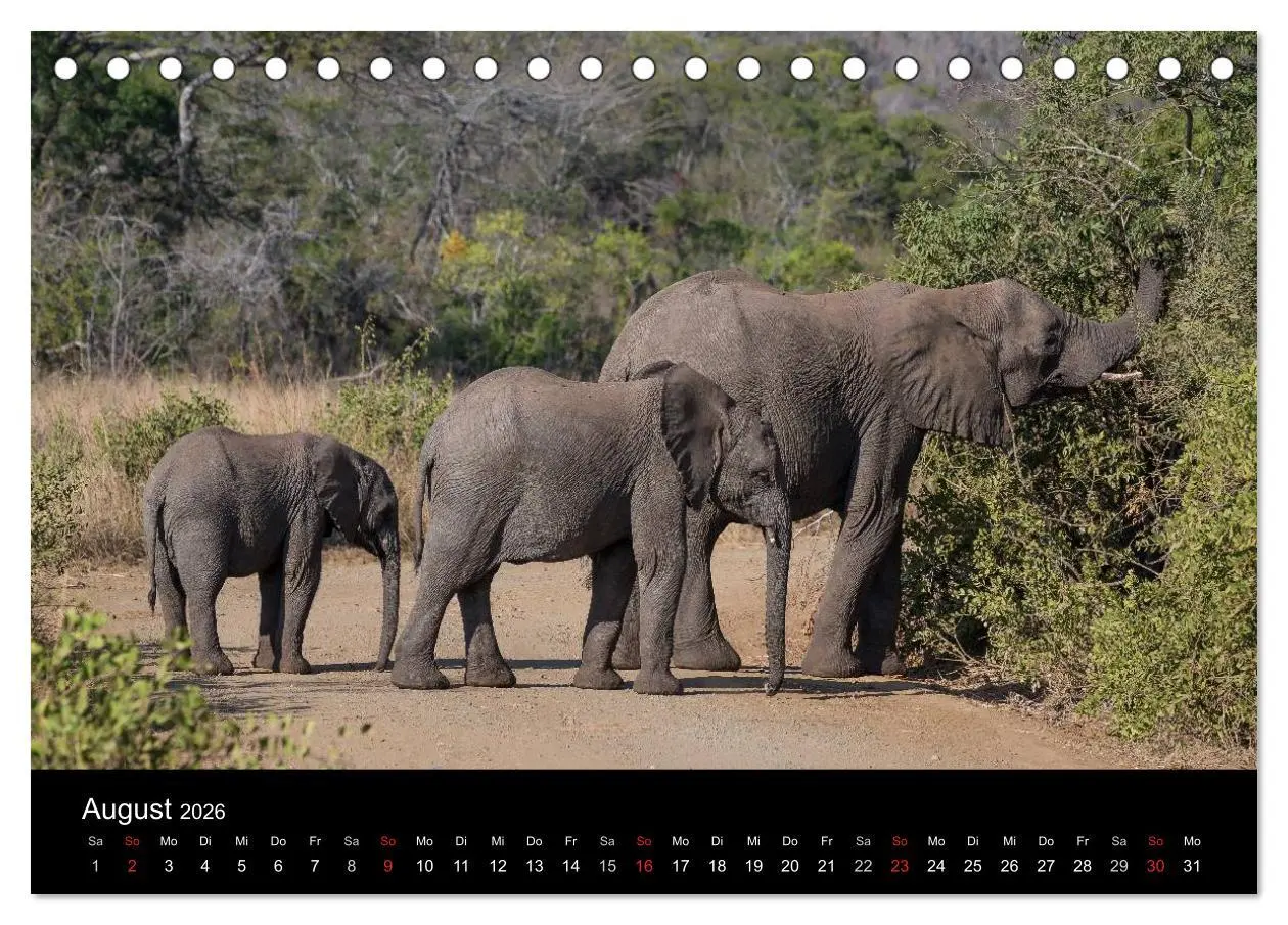 Bild: 9783516032215 | Wunderschönes Südafrika (Tischkalender 2026 DIN A5 quer), CALVENDO...