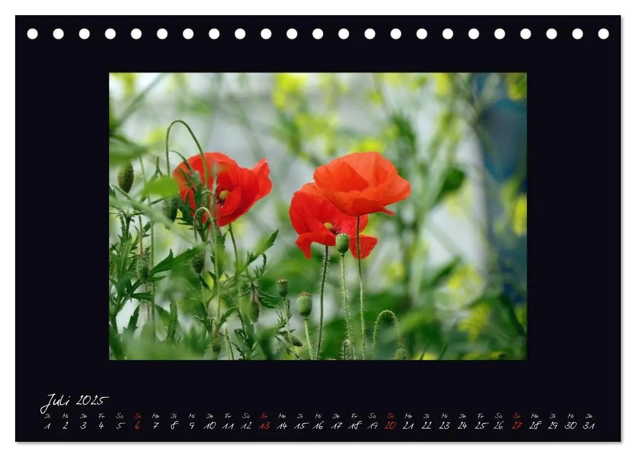 Bild: 9783435682515 | MOHNographie (Tischkalender 2025 DIN A5 quer), CALVENDO Monatskalender