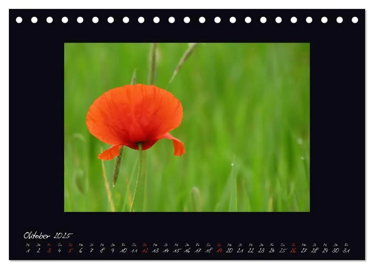 Bild: 9783435682515 | MOHNographie (Tischkalender 2025 DIN A5 quer), CALVENDO Monatskalender