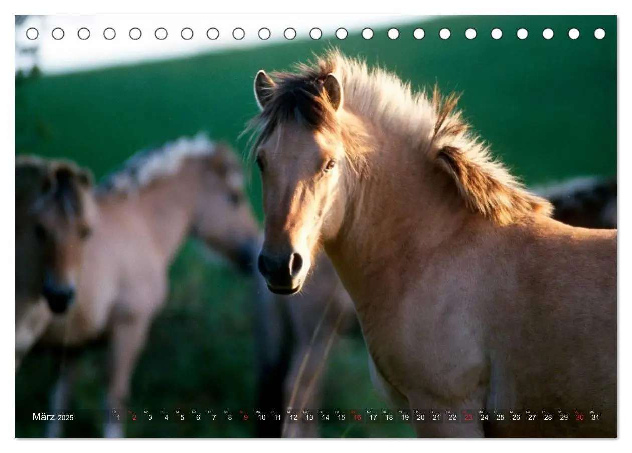 Bild: 9783435752515 | Fjordpferde - Norweger (Tischkalender 2025 DIN A5 quer), CALVENDO...