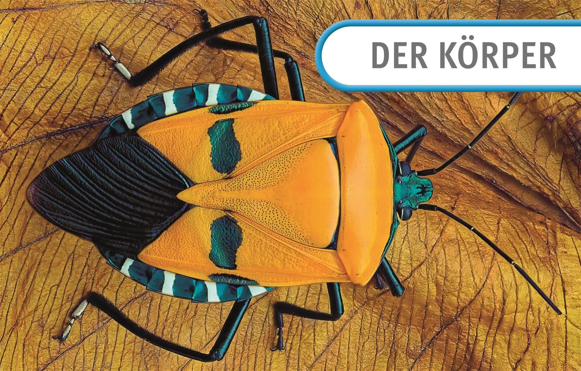 Bild: 9783831052615 | Unsere Welt in 1000 Bildern. Insekten | Ben Ffrancon Dowds (u. a.)