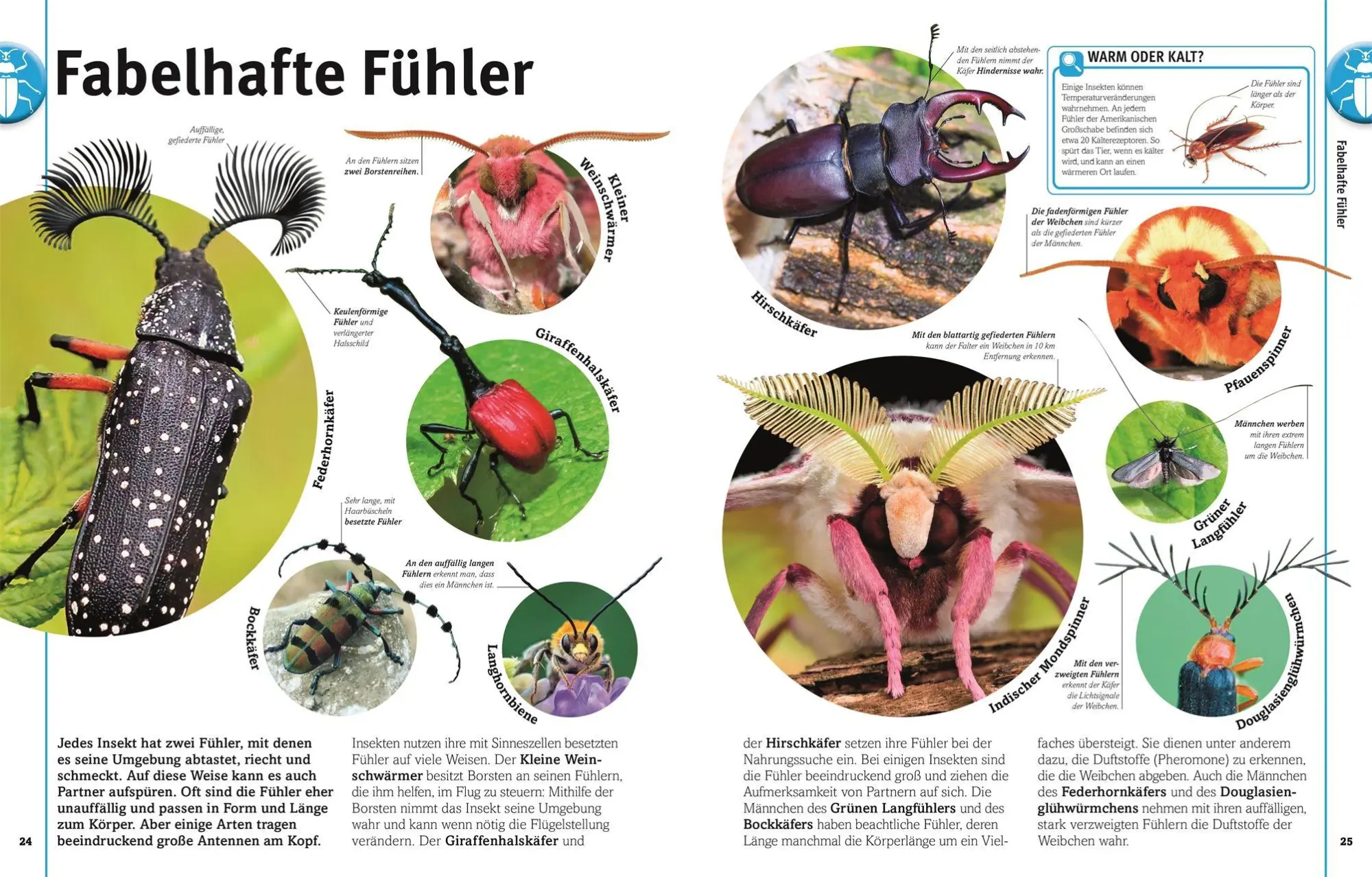 Bild: 9783831052615 | Unsere Welt in 1000 Bildern. Insekten | Ben Ffrancon Dowds (u. a.)