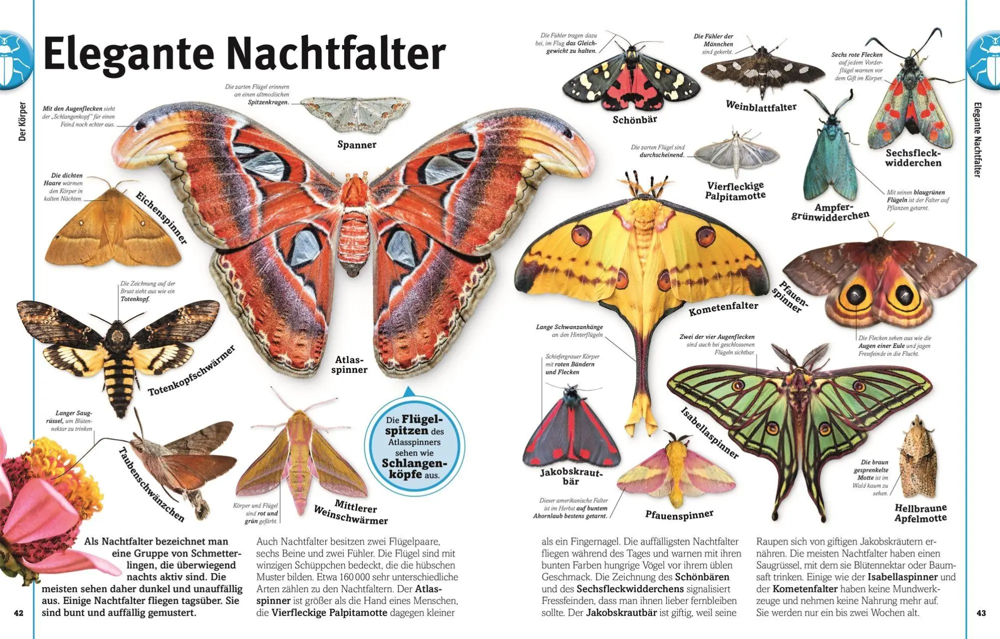 Bild: 9783831052615 | Unsere Welt in 1000 Bildern. Insekten | Ben Ffrancon Dowds (u. a.)
