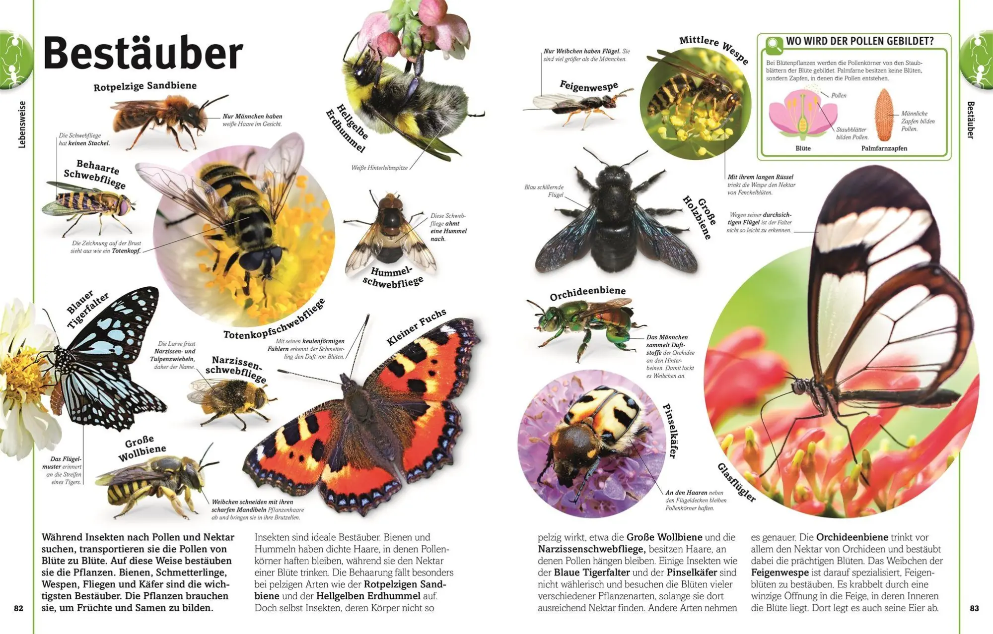 Bild: 9783831052615 | Unsere Welt in 1000 Bildern. Insekten | Ben Ffrancon Dowds (u. a.)