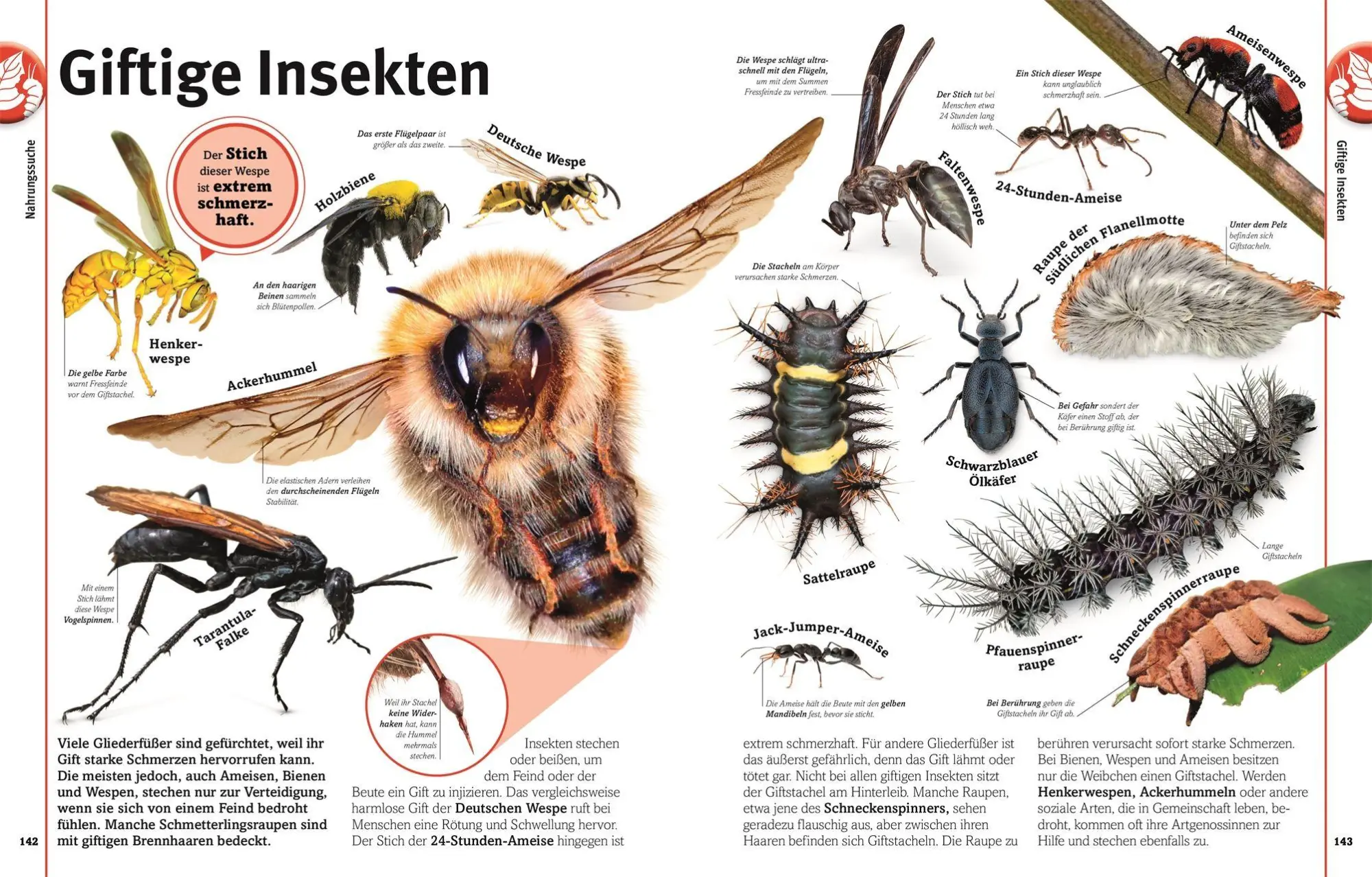 Bild: 9783831052615 | Unsere Welt in 1000 Bildern. Insekten | Ben Ffrancon Dowds (u. a.)