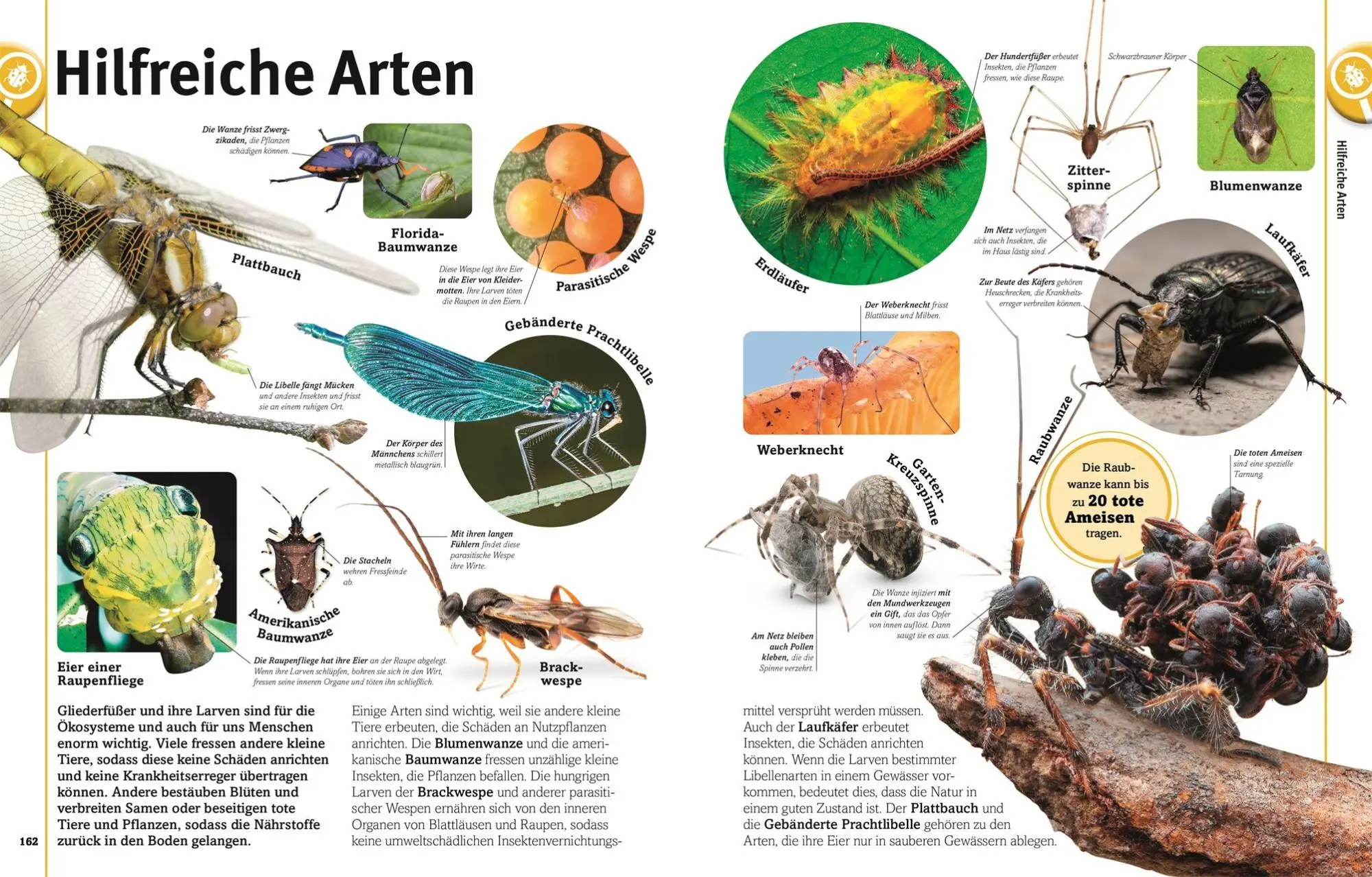 Bild: 9783831052615 | Unsere Welt in 1000 Bildern. Insekten | Ben Ffrancon Dowds (u. a.)