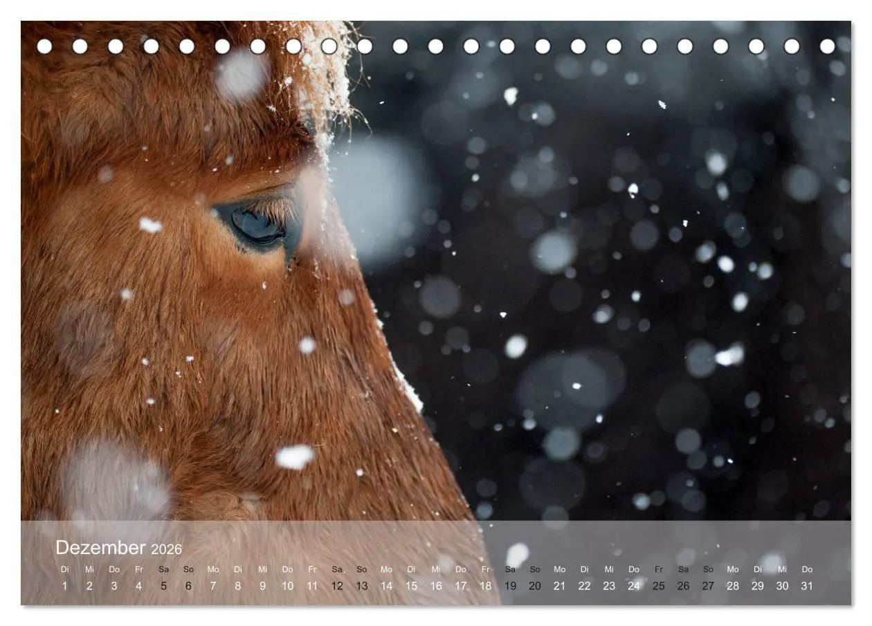 Bild: 9783457992715 | Islandpferde - Stolz und Stark durch Sommer und Winter...