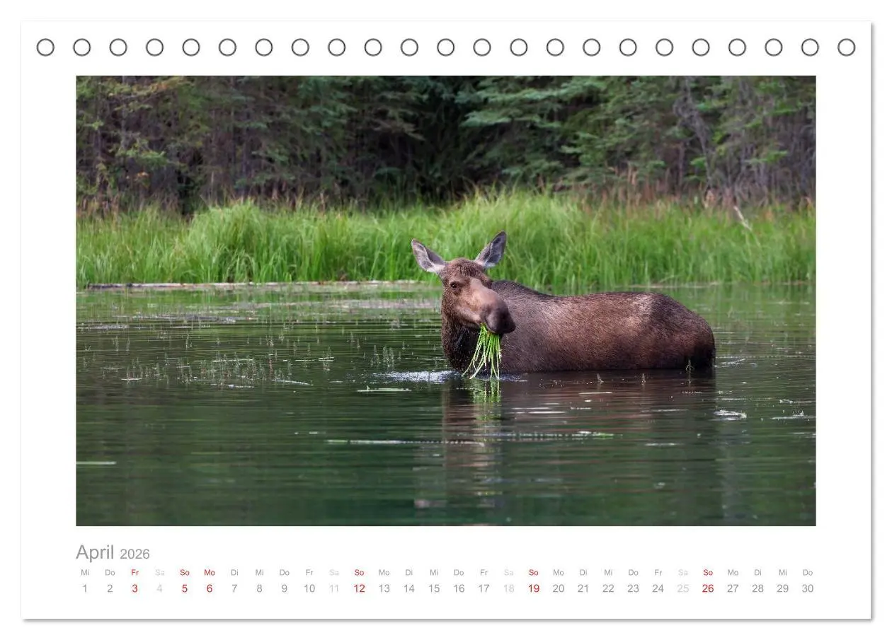 Bild: 9783516202915 | Alaska 2026 (Tischkalender 2026 DIN A5 quer), CALVENDO Monatskalender