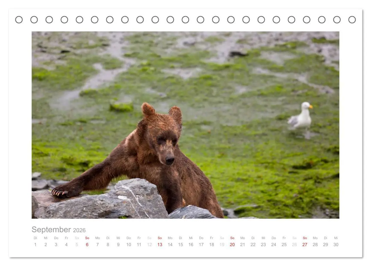 Bild: 9783516202915 | Alaska 2026 (Tischkalender 2026 DIN A5 quer), CALVENDO Monatskalender