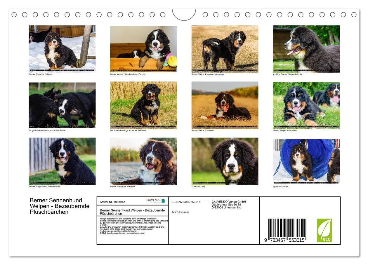 Bild: 9783457553015 | Berner Sennenhund Welpen - Bezaubernde Plüschbärchen (Wandkalender...