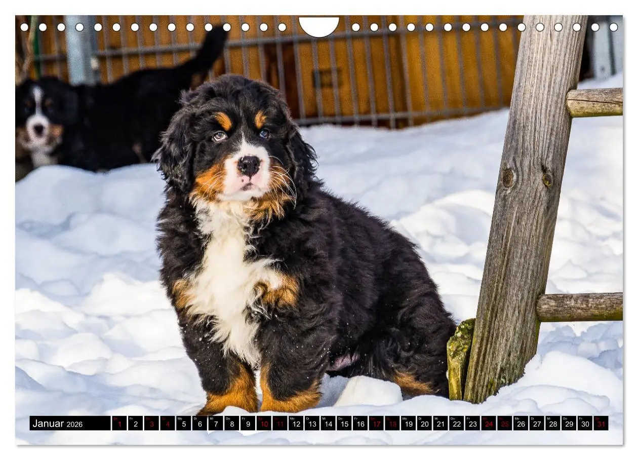 Bild: 9783457553015 | Berner Sennenhund Welpen - Bezaubernde Plüschbärchen (Wandkalender...