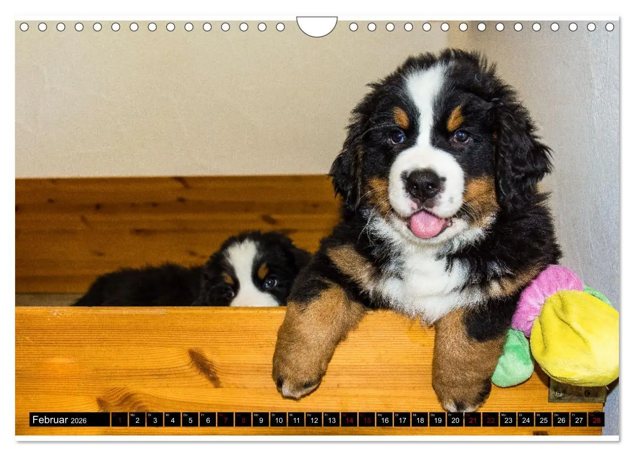 Bild: 9783457553015 | Berner Sennenhund Welpen - Bezaubernde Plüschbärchen (Wandkalender...