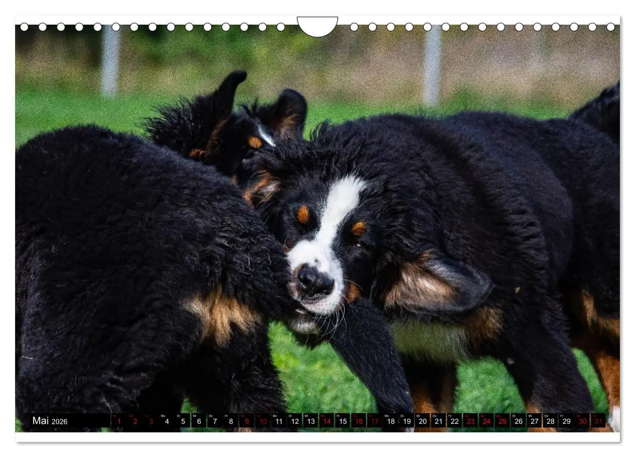Bild: 9783457553015 | Berner Sennenhund Welpen - Bezaubernde Plüschbärchen (Wandkalender...