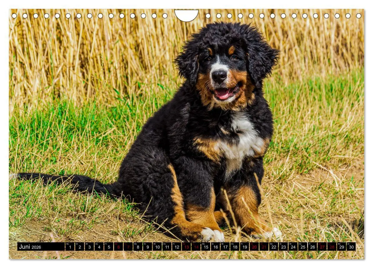 Bild: 9783457553015 | Berner Sennenhund Welpen - Bezaubernde Plüschbärchen (Wandkalender...