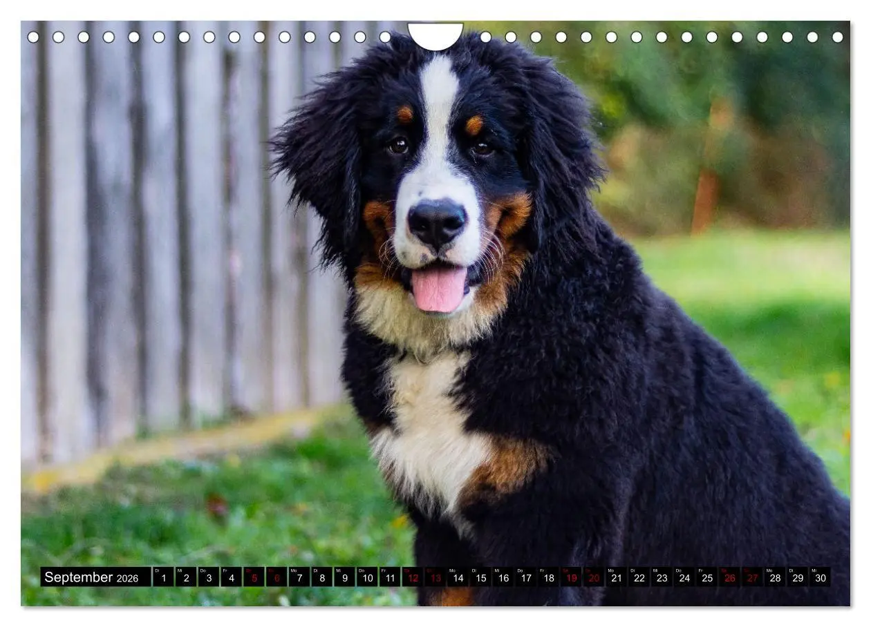 Bild: 9783457553015 | Berner Sennenhund Welpen - Bezaubernde Plüschbärchen (Wandkalender...