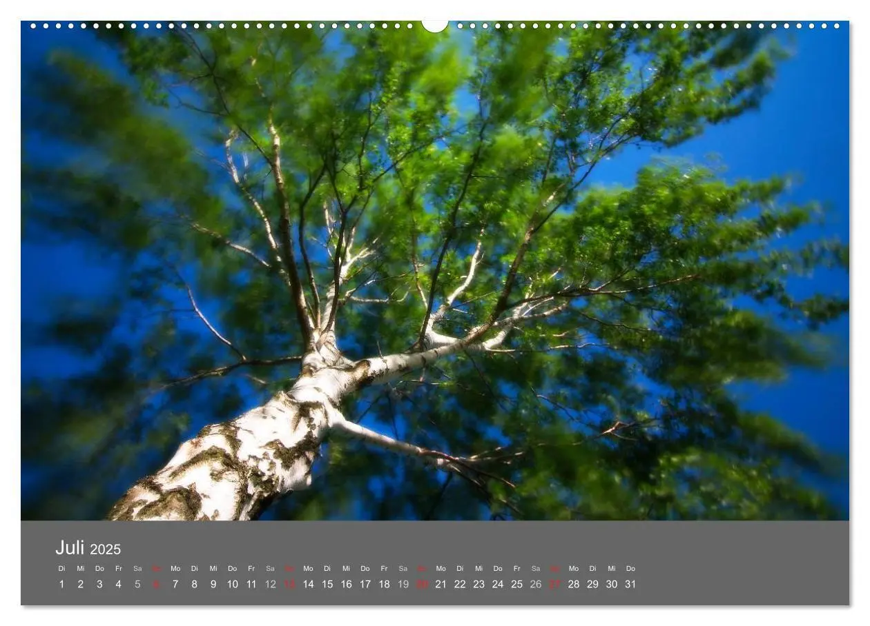 Bild: 9783435833115 | Bäume (Wandkalender 2025 DIN A2 quer), CALVENDO Monatskalender | 2025