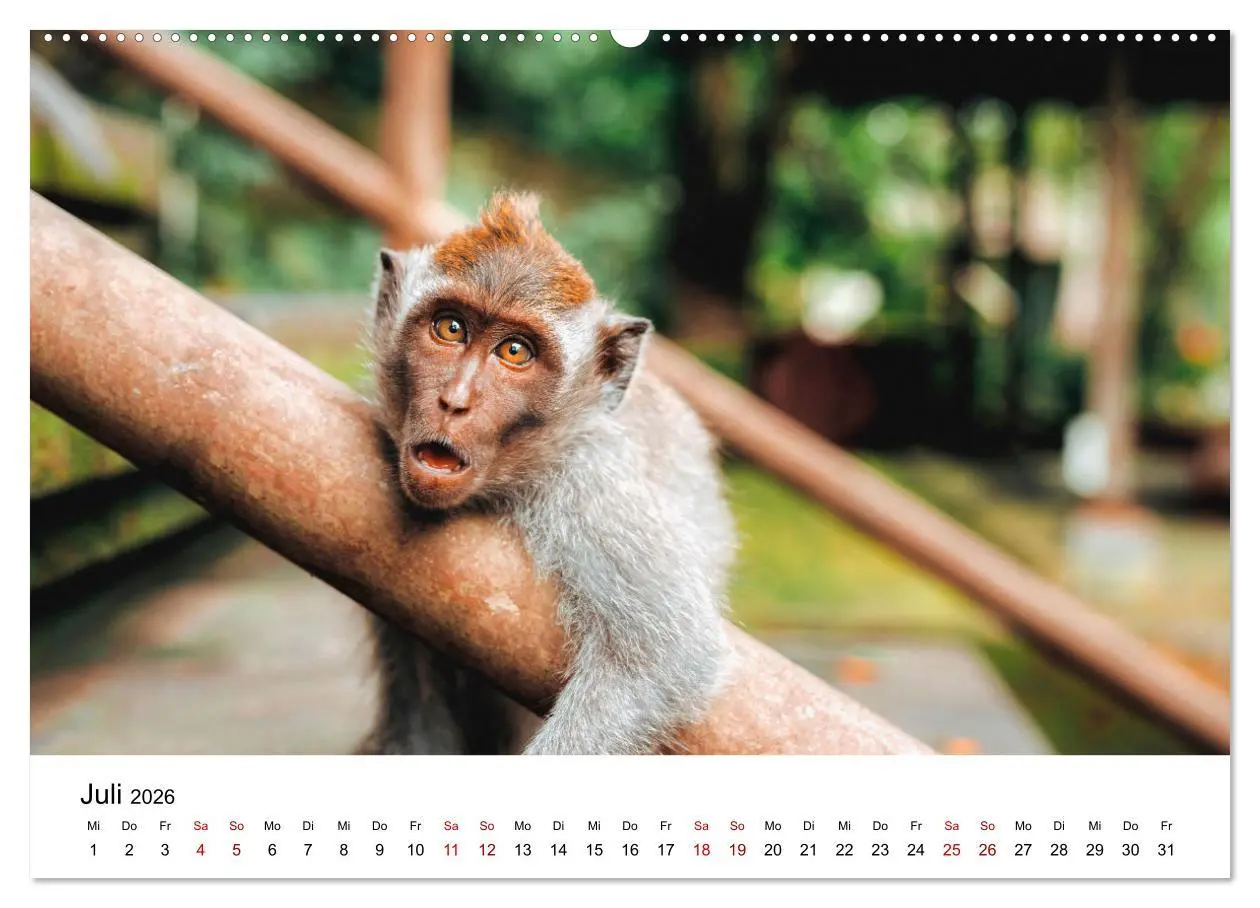 Bild: 9783457533215 | Lustige Affen - hinreißende Schnappschüsse (Wandkalender 2026 DIN...