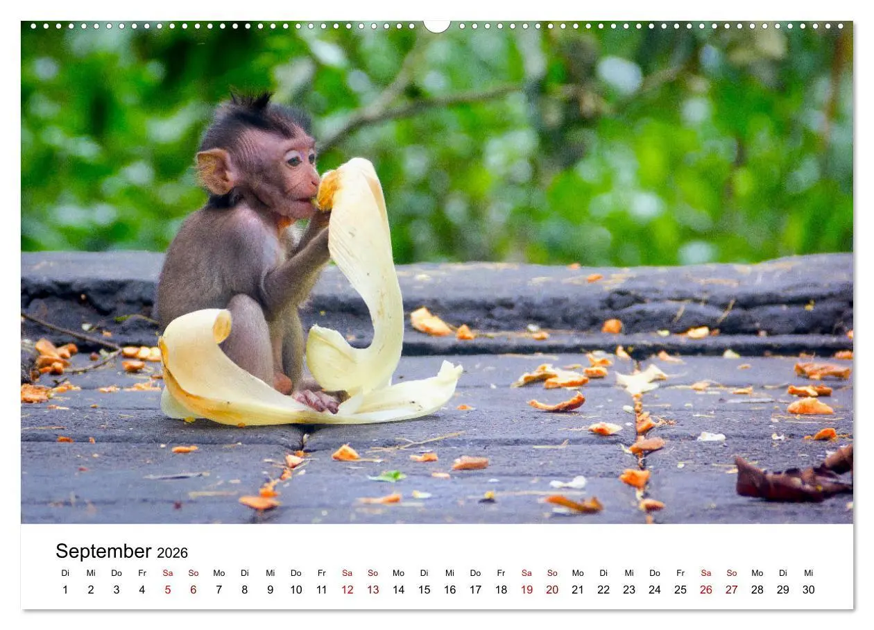 Bild: 9783457533215 | Lustige Affen - hinreißende Schnappschüsse (Wandkalender 2026 DIN...