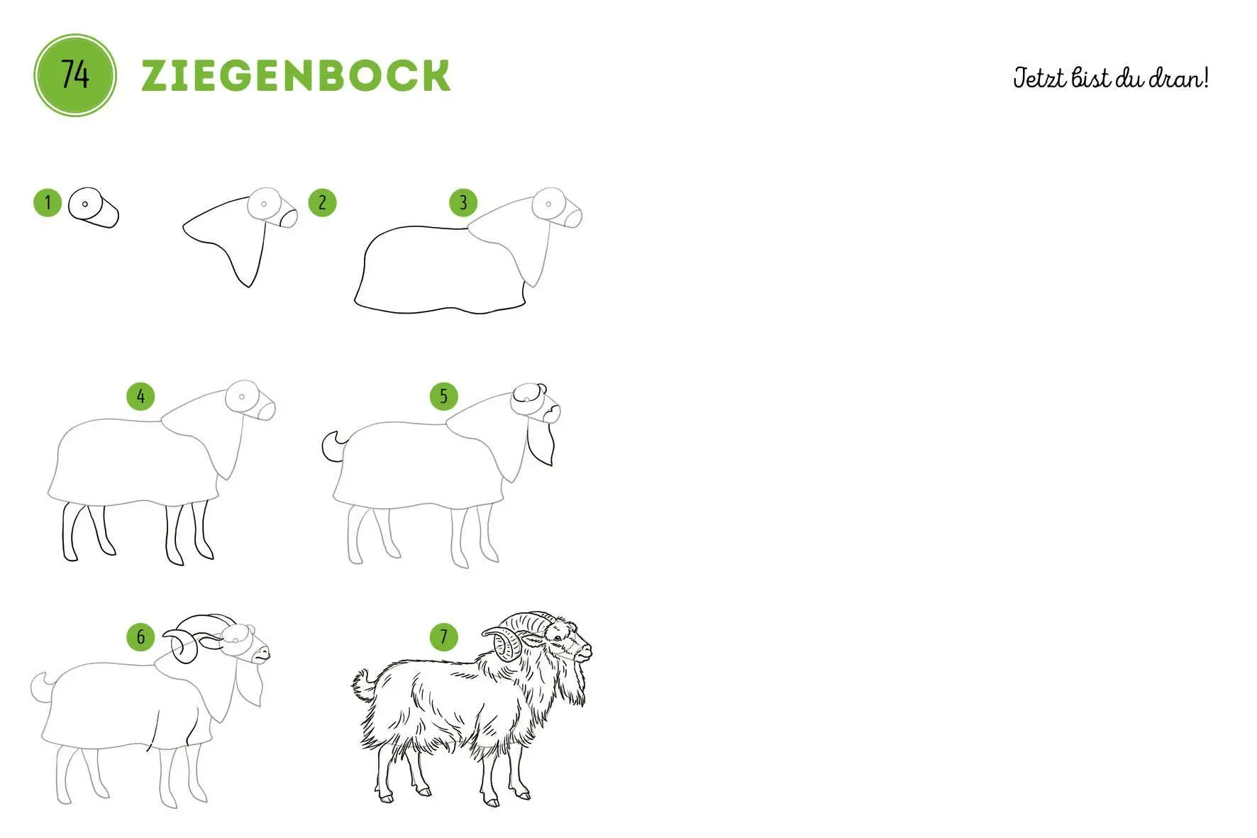 Bild: 9783745933215 | 300 Motive zeichnen - Tiere | Lise Herzog | Taschenbuch | 448 S.