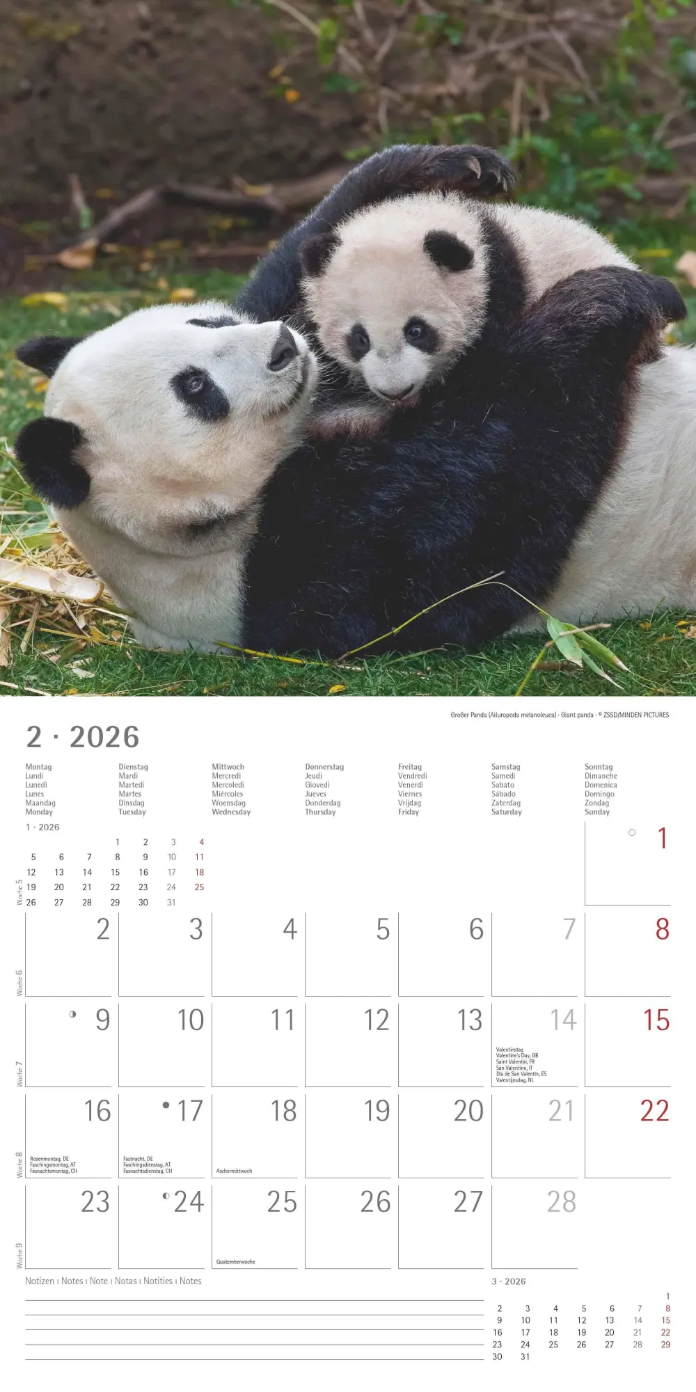 Bild: 4069095003415 | Tierbabys 2026 - Broschürenkalender 30x30 cm (30x60 geöffnet) -...