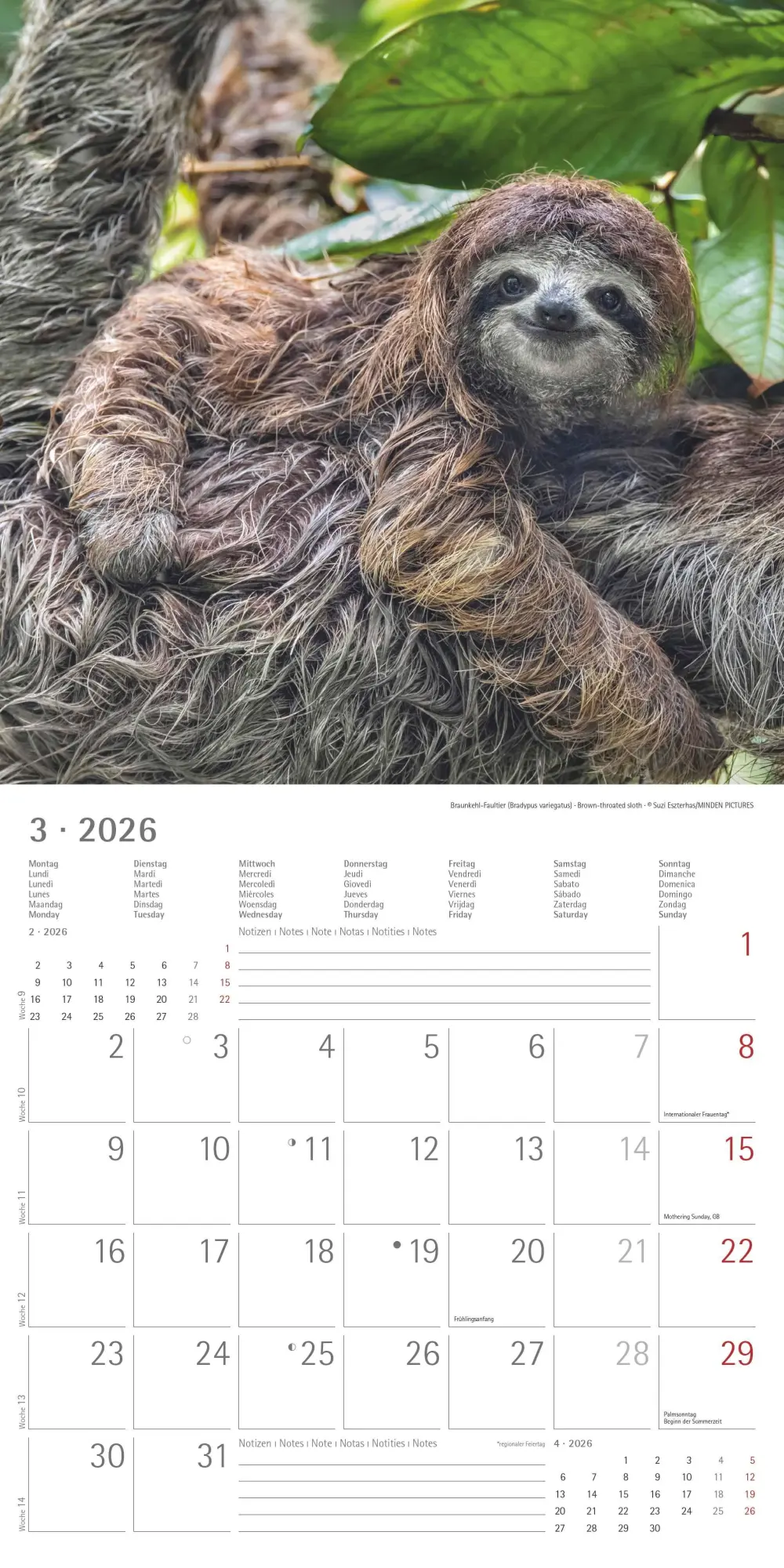 Bild: 4069095003415 | Tierbabys 2026 - Broschürenkalender 30x30 cm (30x60 geöffnet) -...