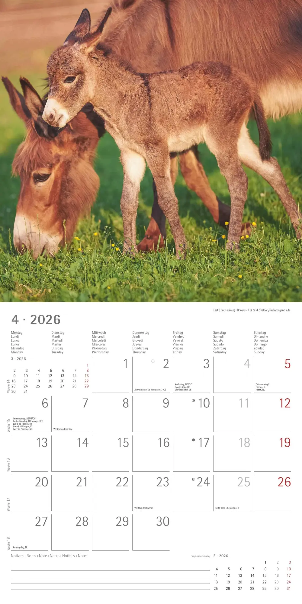Bild: 4069095003415 | Tierbabys 2026 - Broschürenkalender 30x30 cm (30x60 geöffnet) -...