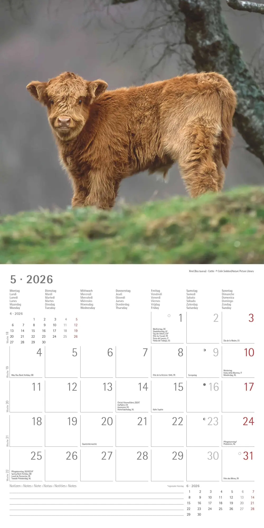 Bild: 4069095003415 | Tierbabys 2026 - Broschürenkalender 30x30 cm (30x60 geöffnet) -...