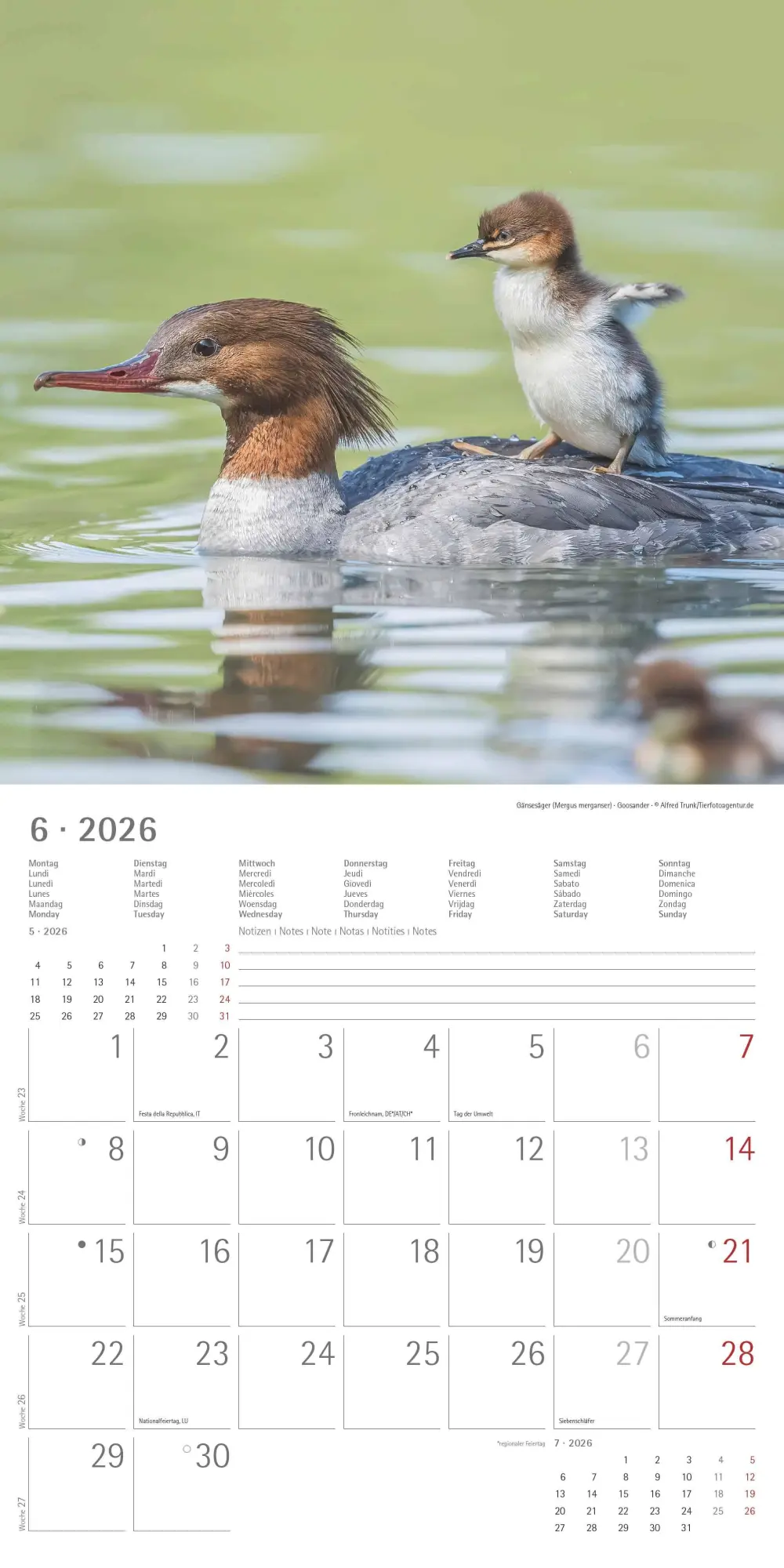 Bild: 4069095003415 | Tierbabys 2026 - Broschürenkalender 30x30 cm (30x60 geöffnet) -...
