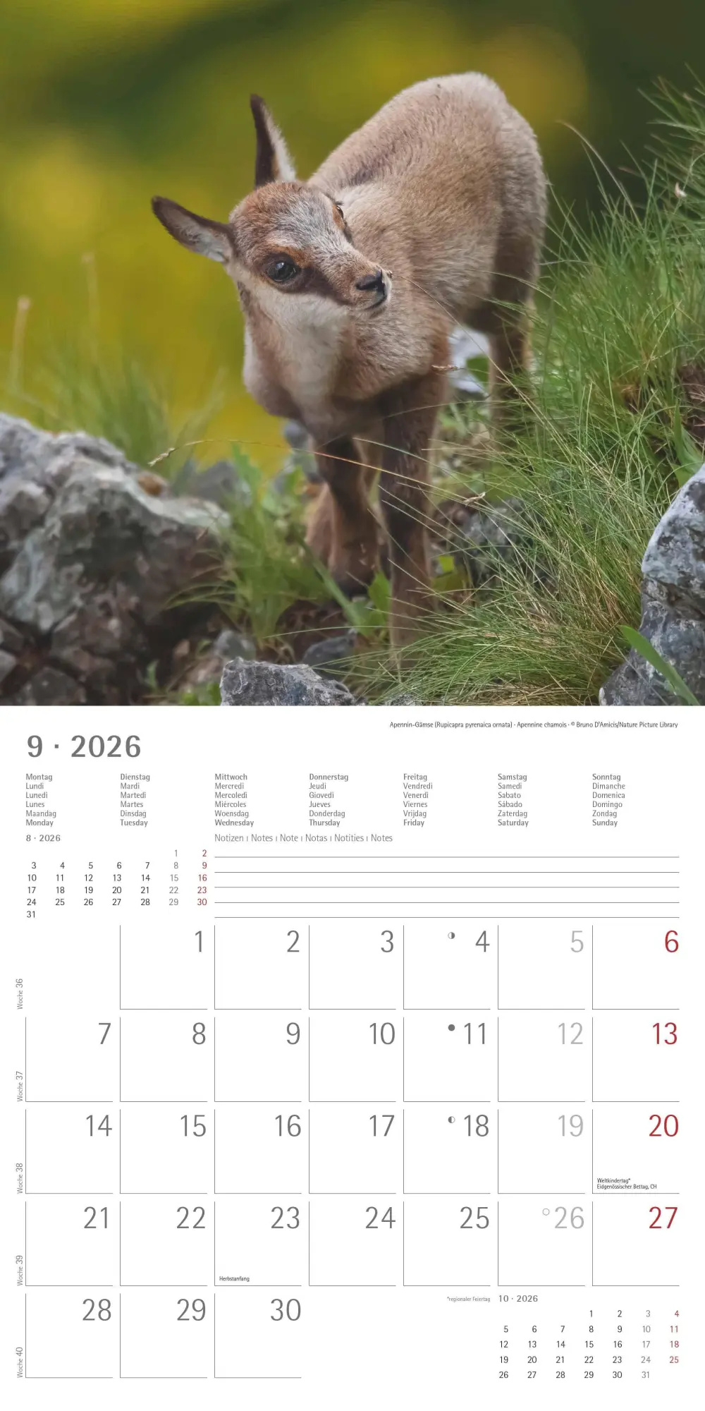 Bild: 4069095003415 | Tierbabys 2026 - Broschürenkalender 30x30 cm (30x60 geöffnet) -...