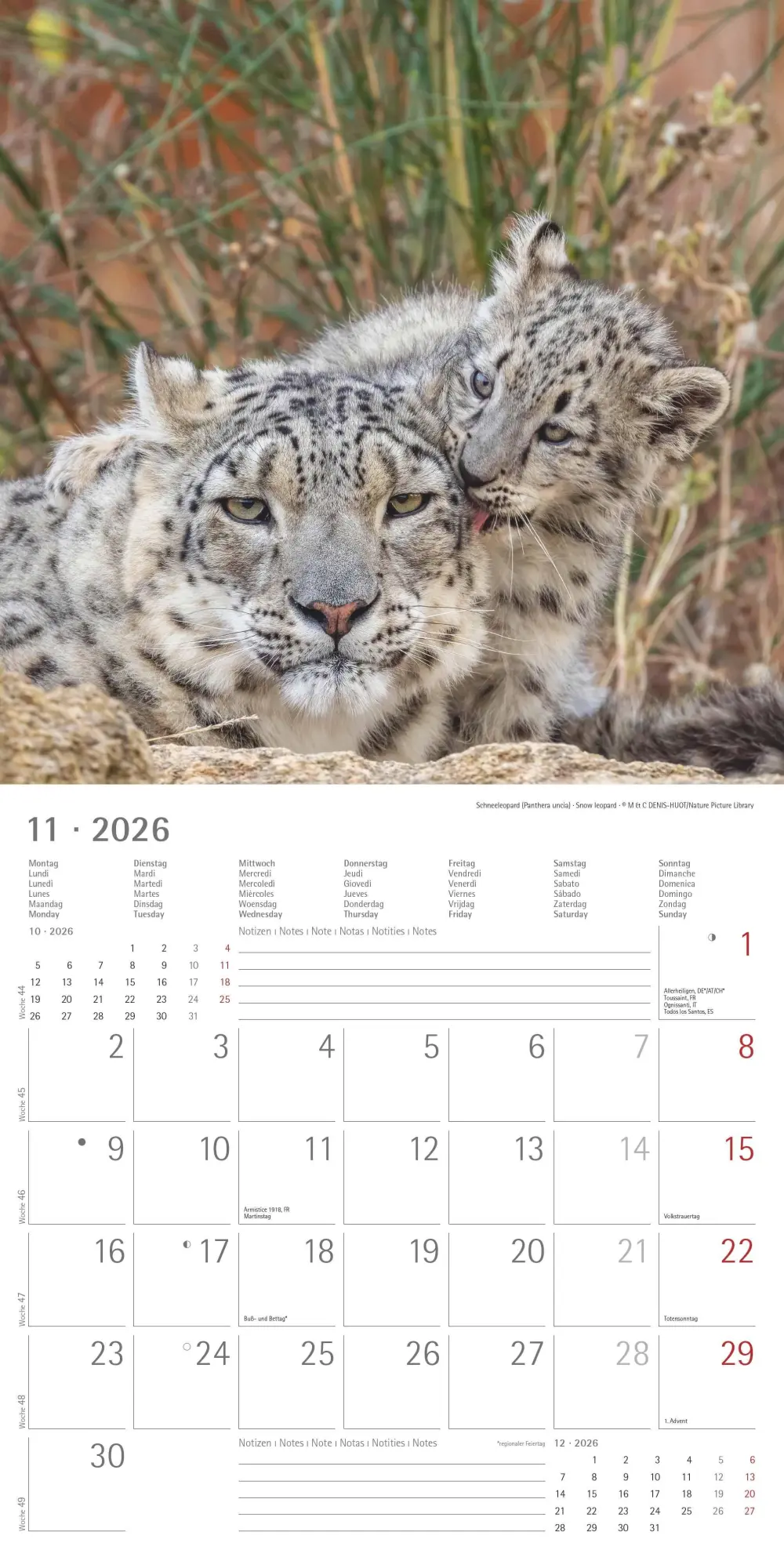 Bild: 4069095003415 | Tierbabys 2026 - Broschürenkalender 30x30 cm (30x60 geöffnet) -...