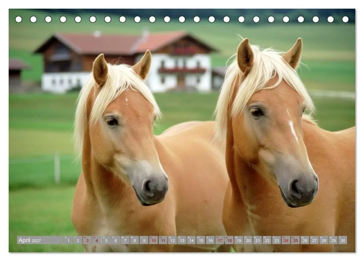 Bild: 9783516763515 | Alpentäler und Haflinger Pferde (Tischkalender 2027 DIN A5 quer),...