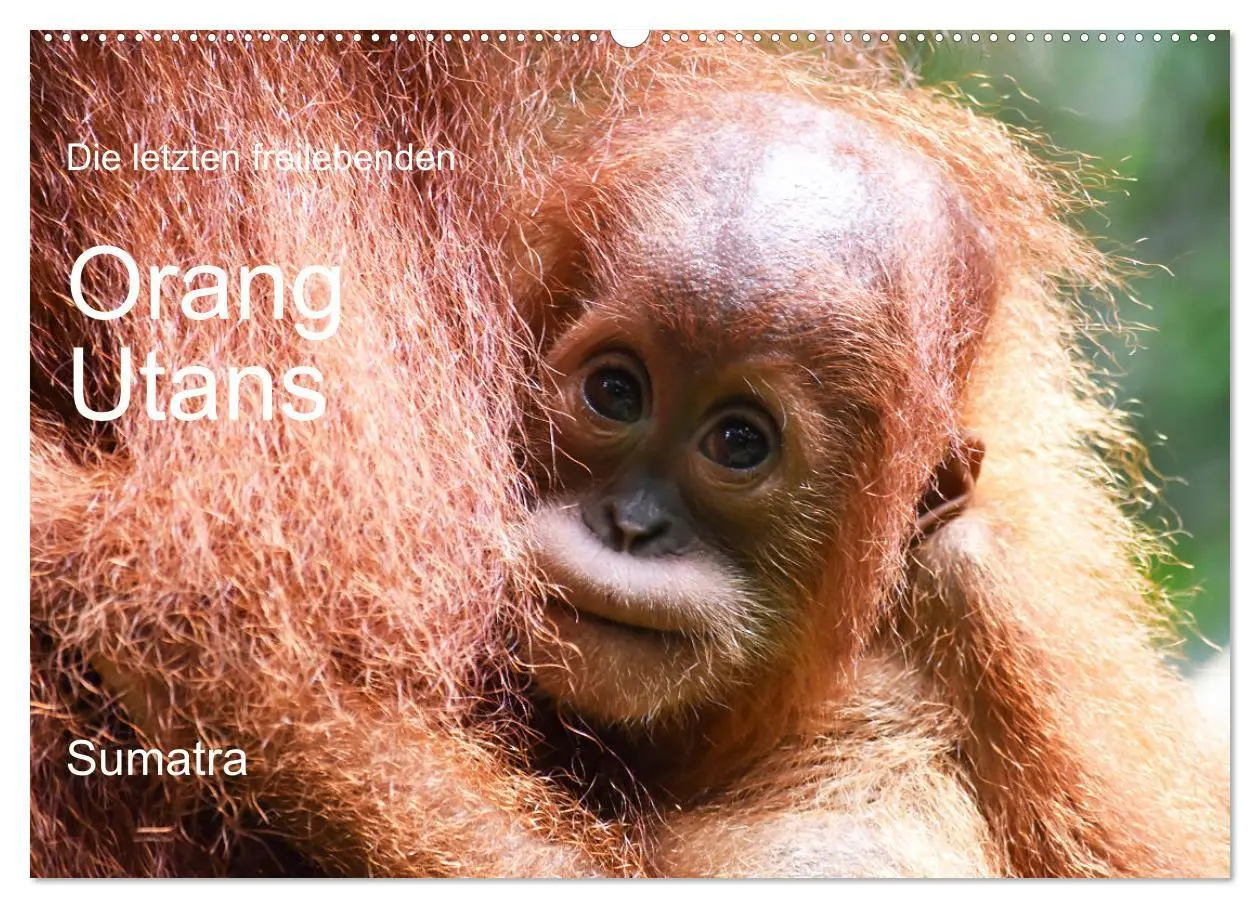 Cover: 9783457733615 | Die letzten freilebenden Orang Utans (Wandkalender 2026 DIN A2...